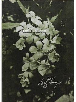 แว่นส่องธรรม