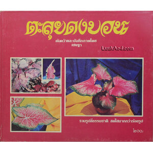 *ตะลุยดงบอน*