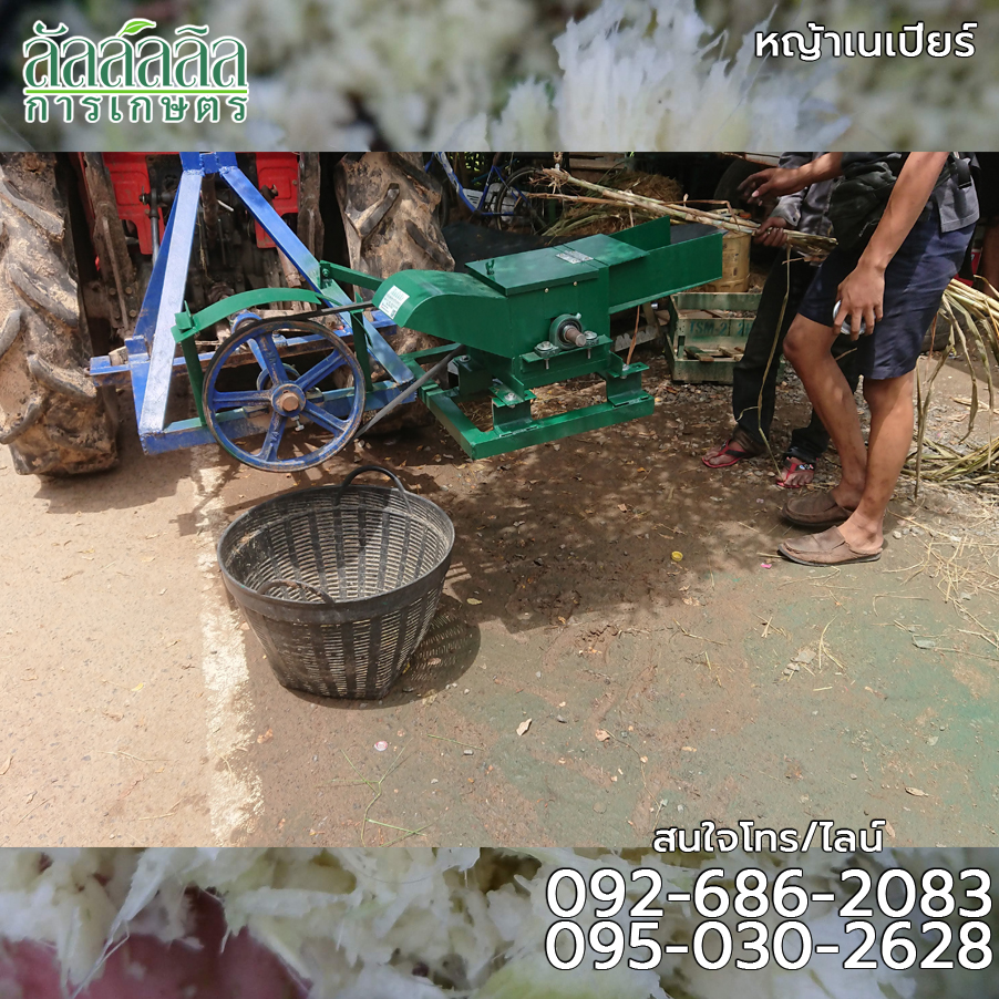 เครื่องสับหญ้าเนเปียร์ 8 ใบมีด (ตั้งโต๊ะ)