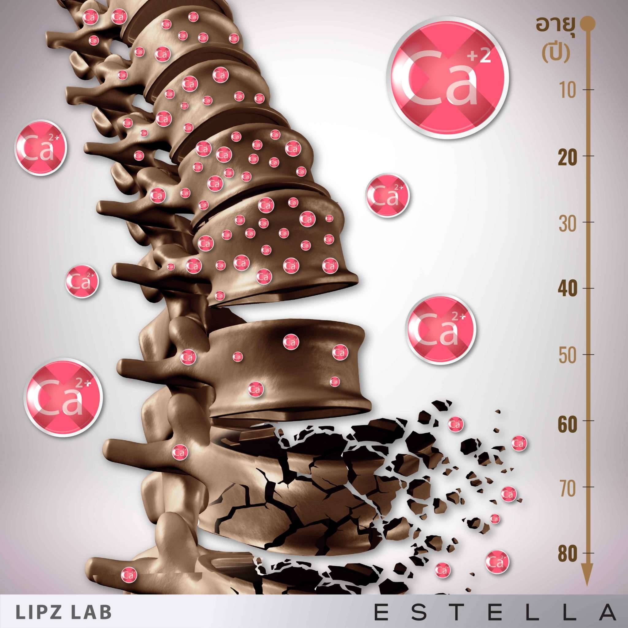 EstellaStoreโรคกระดูกพรุน (Osteoporosis) คือ