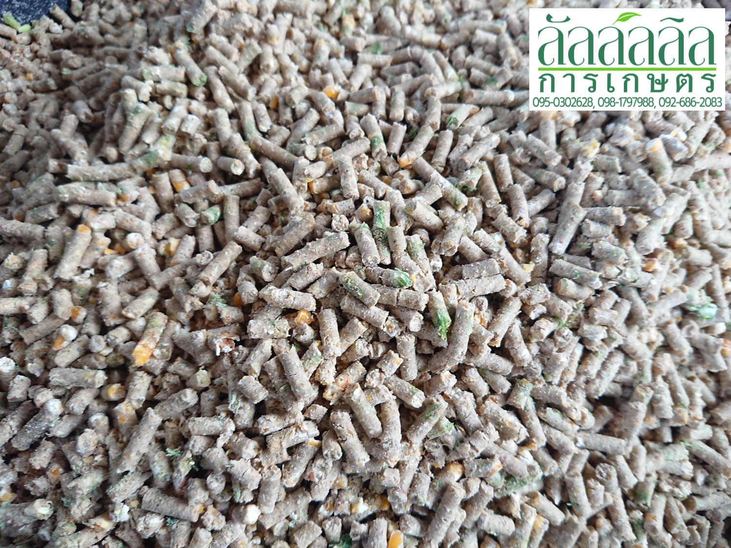 เครื่องอัดเม็ด รุ่น V.1 ไม่มีมอเตอร์ (เครื่องเปล่า)