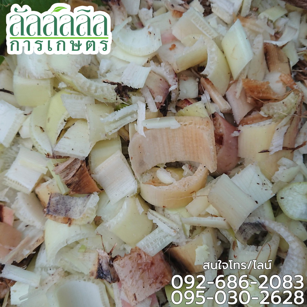 เครื่องสับต้นกล้วย หยวกกล้วย