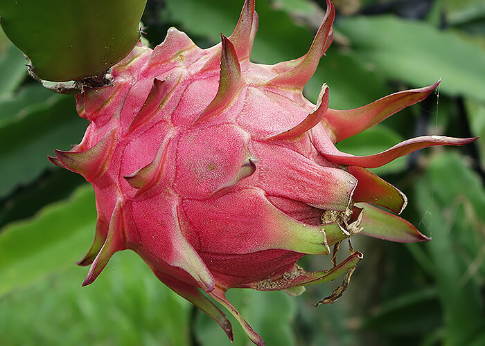 แก้วมังกรสด(DRAGON FRUIT)