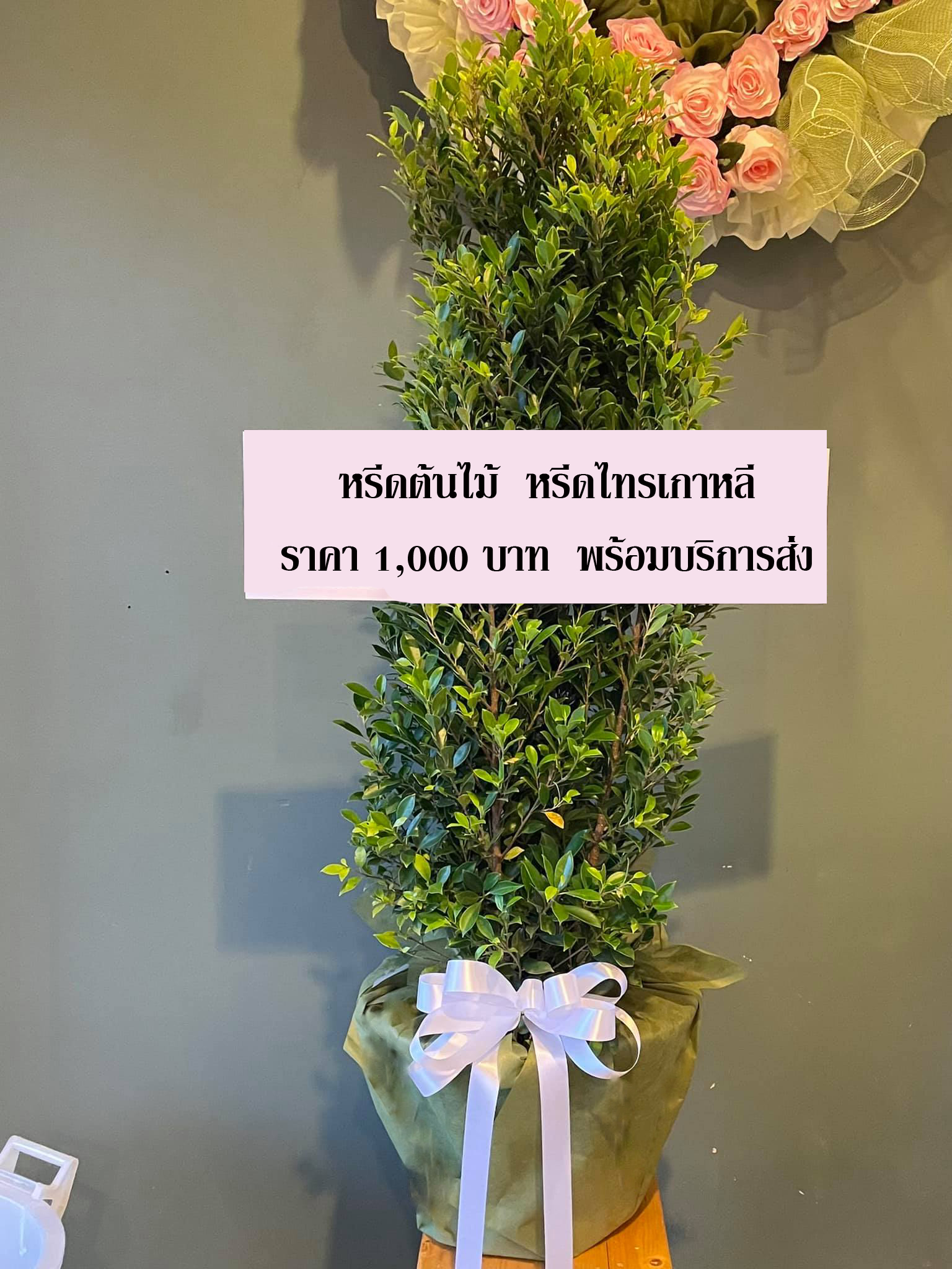 พวงหรีดต้นไม้ (ไทรเกาหลี)