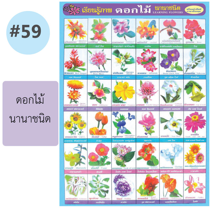 โปสเตอร์เพื่อการศึกษา ขายส่ง nongnini1988