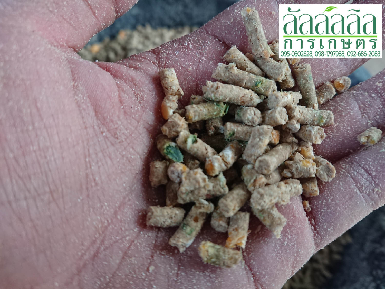 เครื่องอัดเม็ด รุ่น V.3