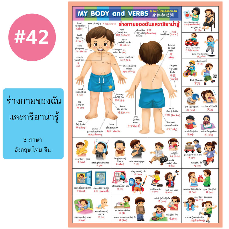 โปสเตอร์เพื่อการศึกษา ขายส่ง nongnini1988