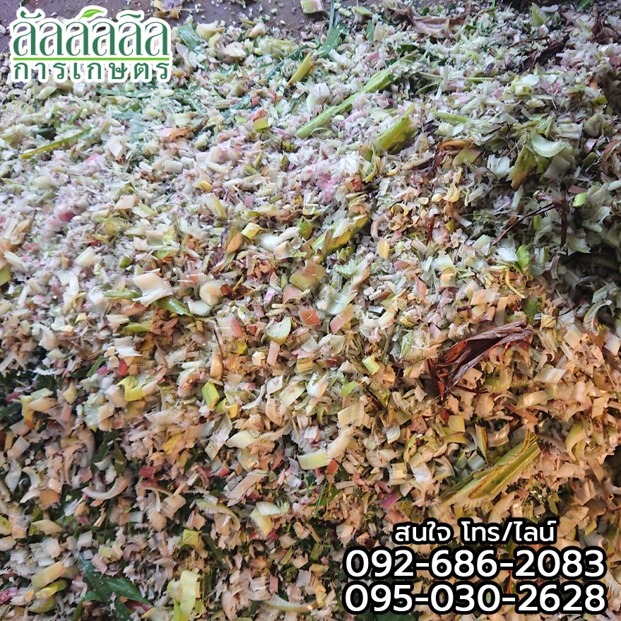 เครื่องสับต้นกล้วย หยวกกล้วย