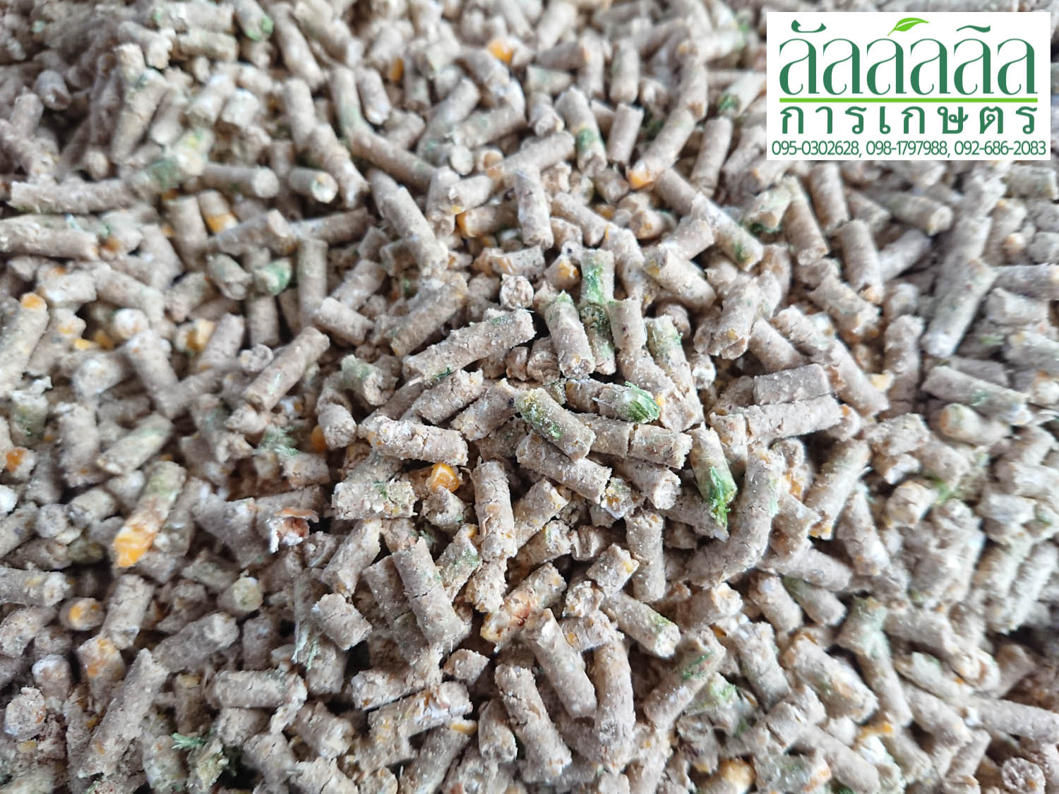 เครื่องอัดเม็ด รุ่น V.3