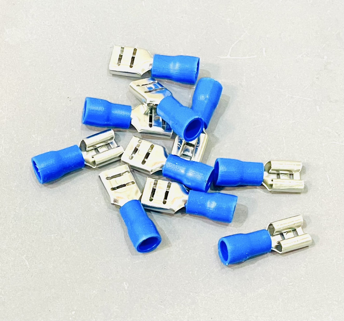 หางปลาเสียบ ตัวเมีย