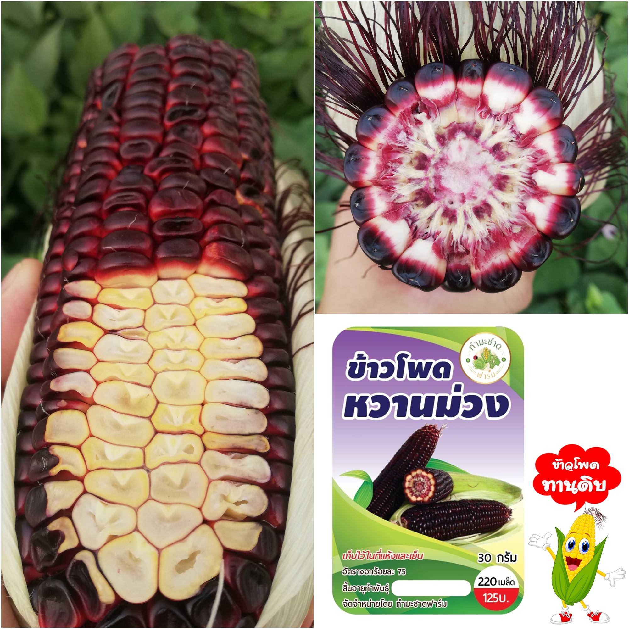[ถูกที่สุด!!! เมล็ดละ45สต.] 🌽เมล็ดพันธุ์ข้าวโพดหวานม่วง ข้าวโพดทานดิบได้ อร่อยด้วย!!! ไม่ใช่ ราชินี ทับทิมสยาม นะ