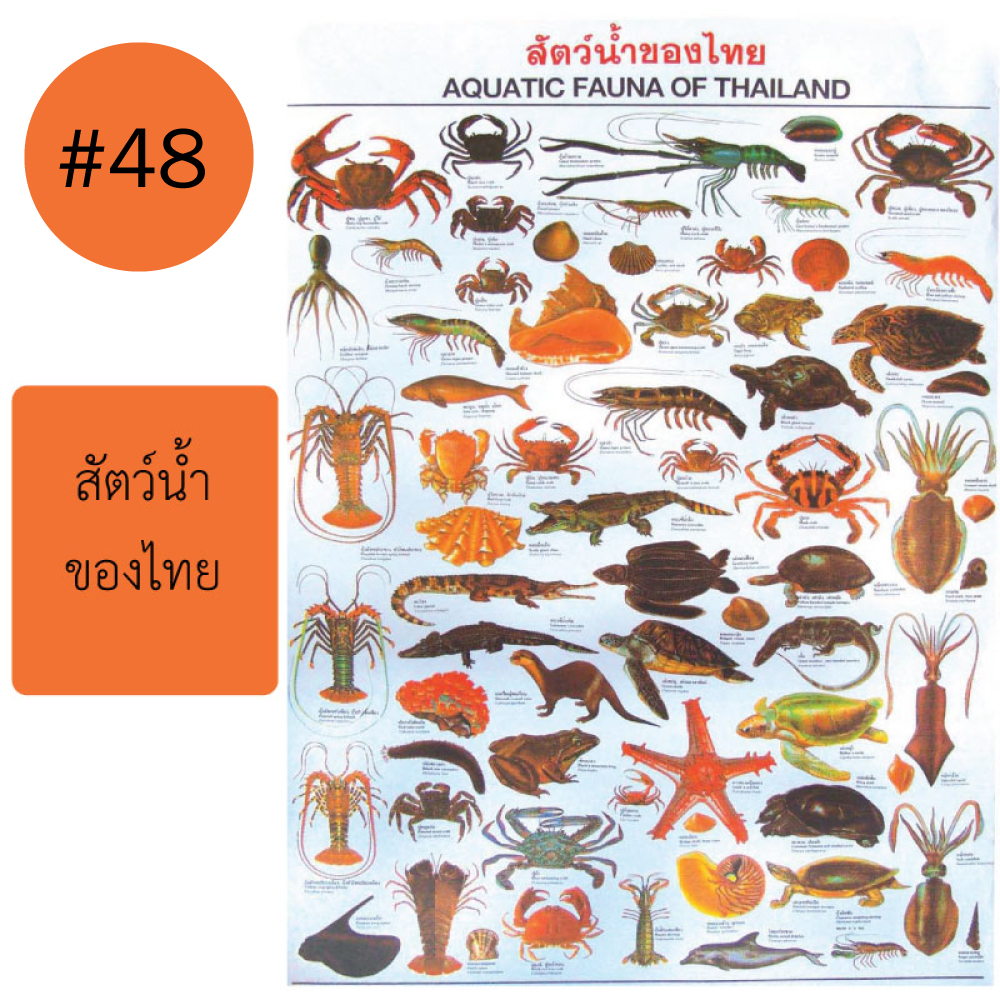 โปสเตอร์เพื่อการศึกษา ขายส่ง nongnini1988