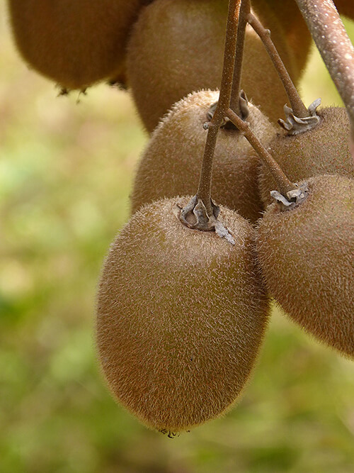 กีวี่สด(KIWI)