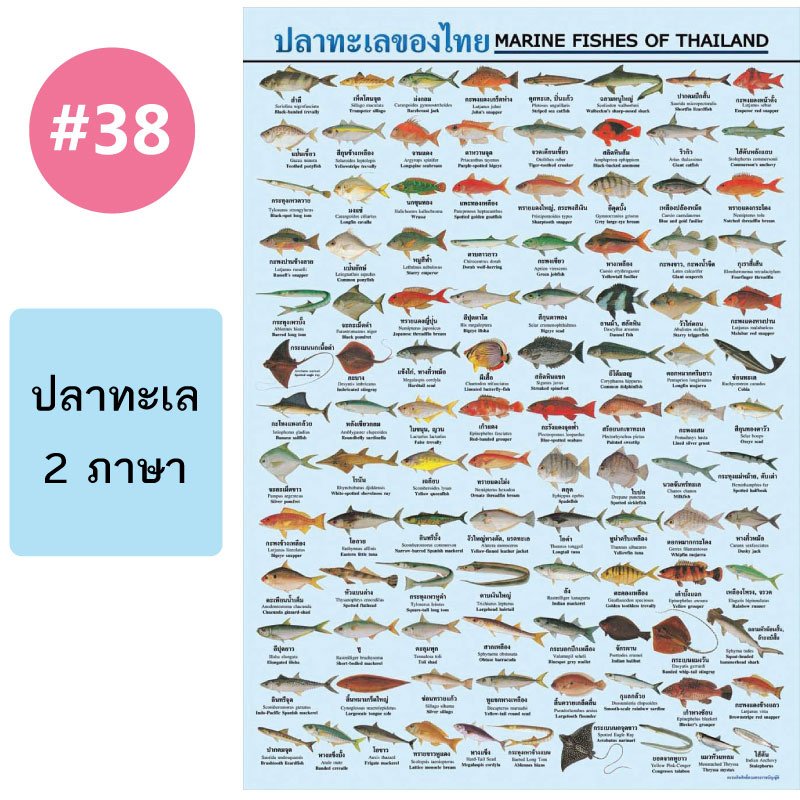 โปสเตอร์เพื่อการศึกษา ขายส่ง nongnini1988