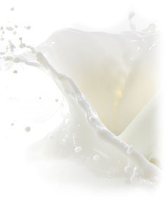 Milky มิลค์กี้ (Type)