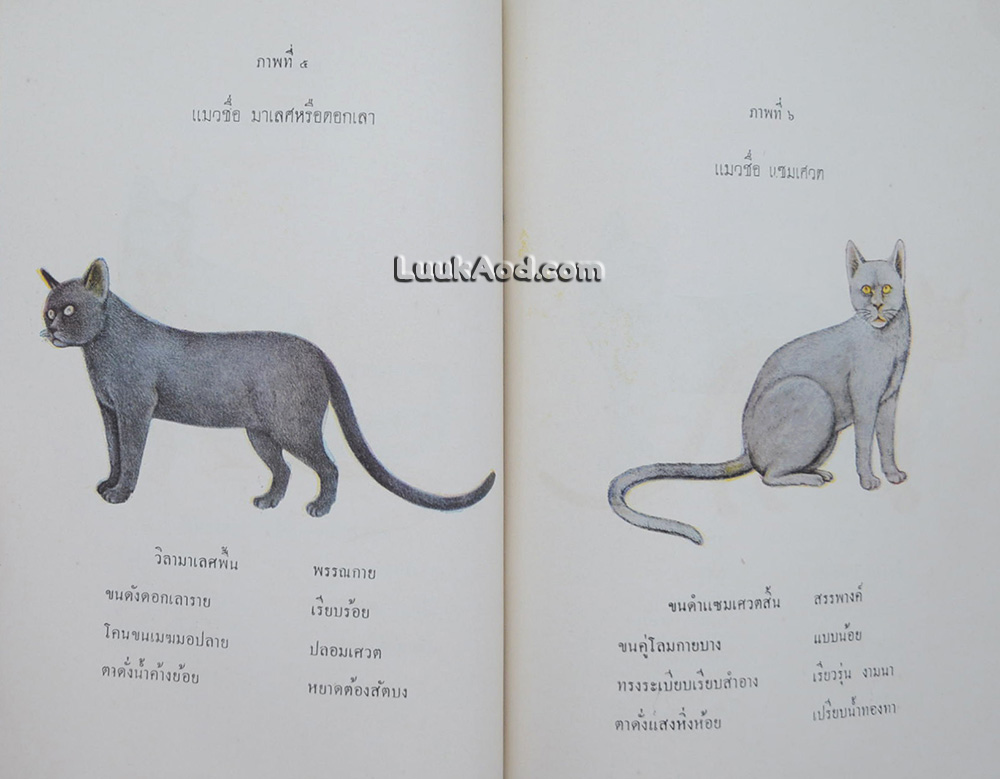 ตำราดูลักษณะแมว กวนข้าวทิพย์-พิธีพิรุณศาสตร์ ของวัดอนงคาราม