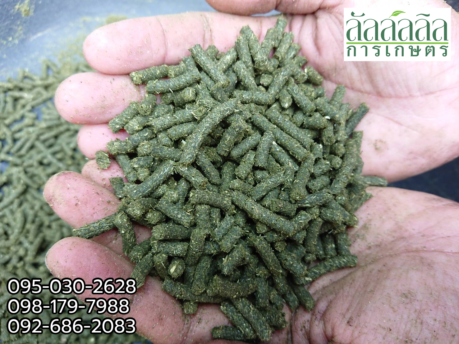 เครื่องอัดเม็ด รุ่น V.3