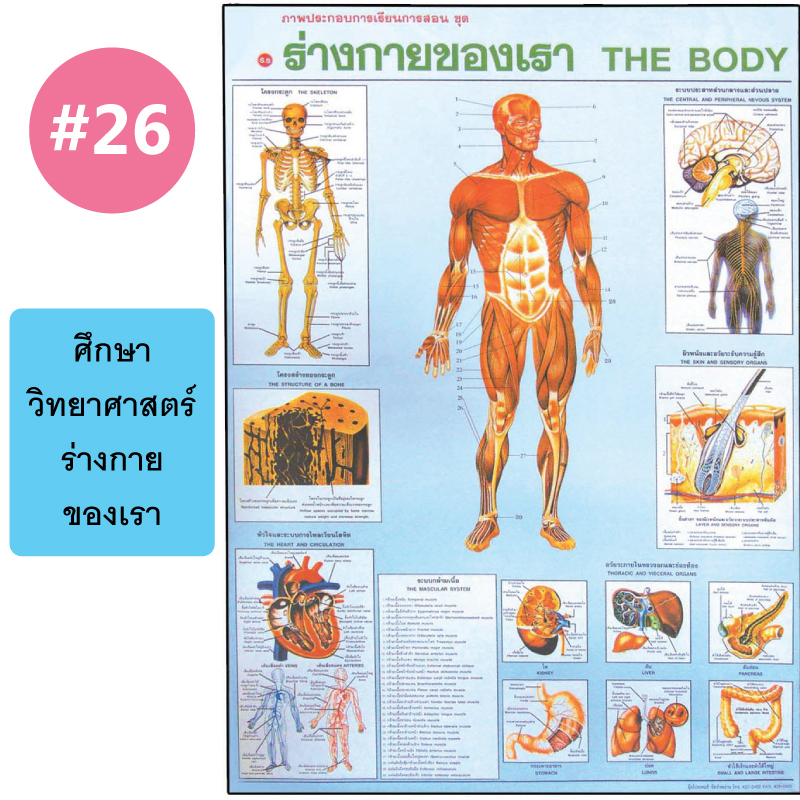 โปสเตอร์เพื่อการศึกษา ขายส่ง nongnini1988