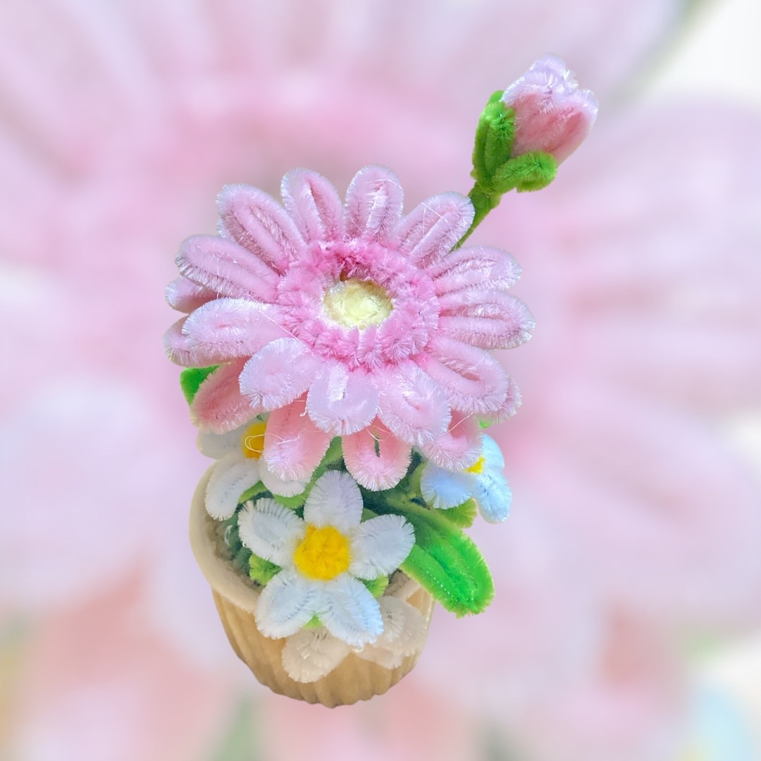 ต้นเยบีร่า สีชมภู
