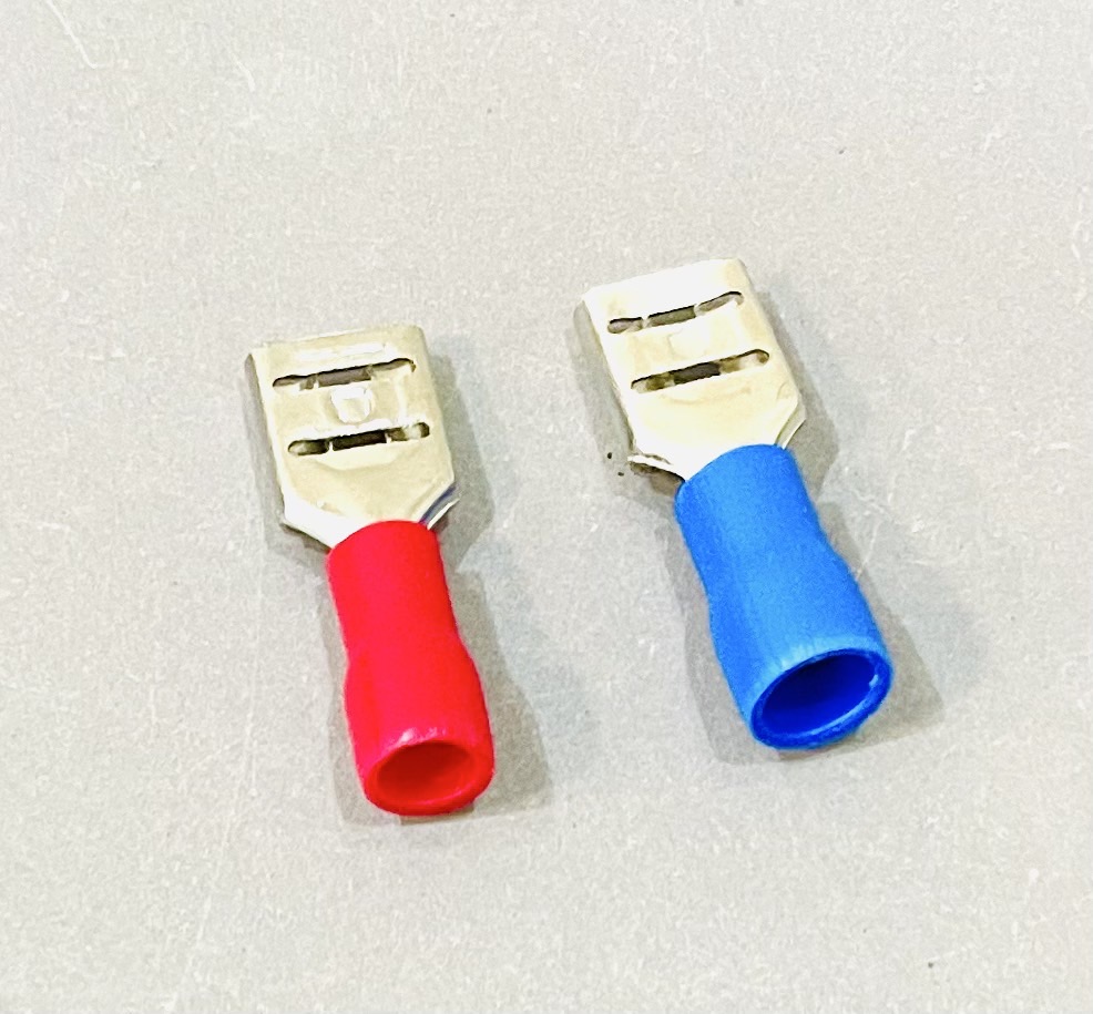 หางปลาเสียบ ตัวเมีย