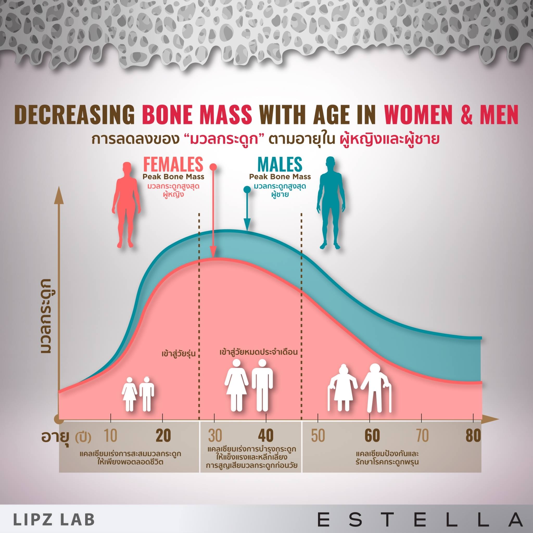 EstellaStoreมวลกระดูกจะลดลงในช่วงนี้อย่างช้าๆ ประมาณ 0.5-1% ต่อปี