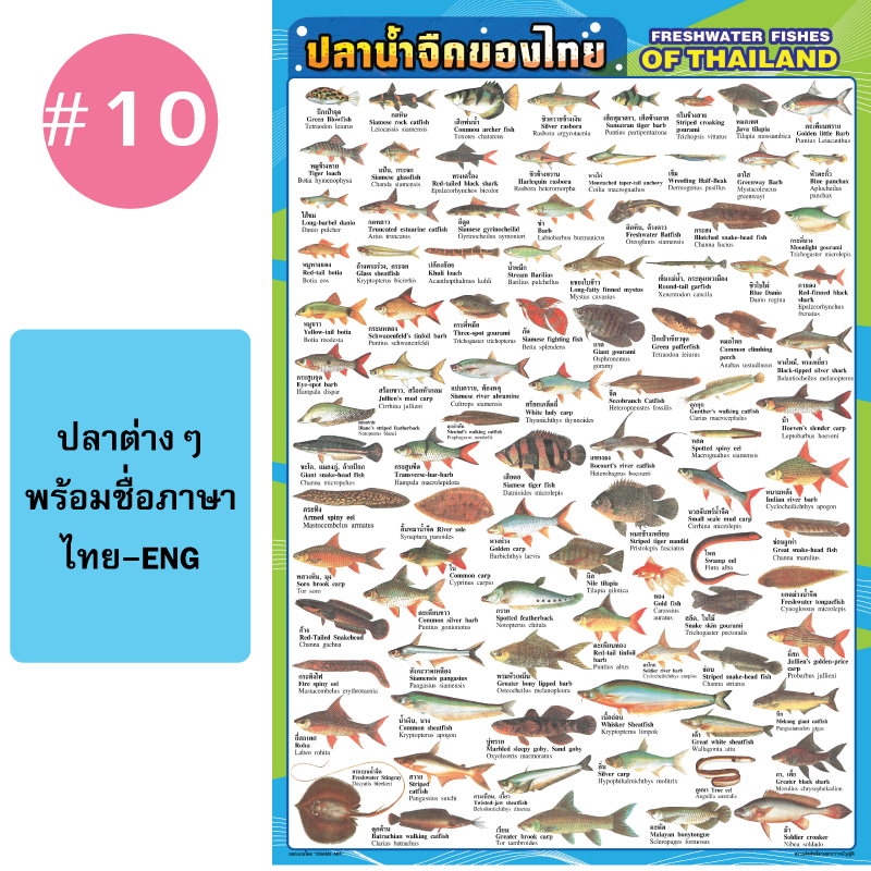 โปสเตอร์เพื่อการศึกษา ขายส่ง nongnini1988