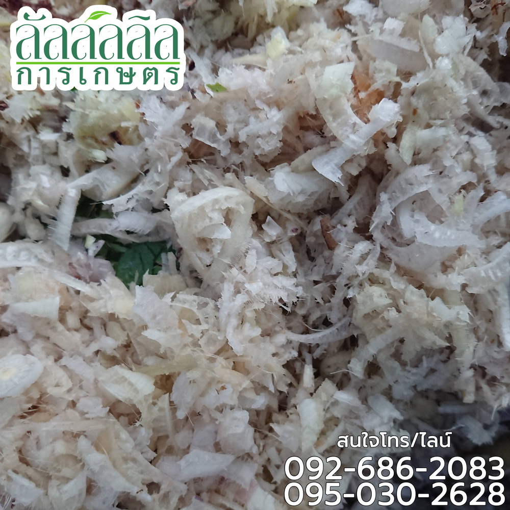 เครื่องสับต้นกล้วย หยวกกล้วย