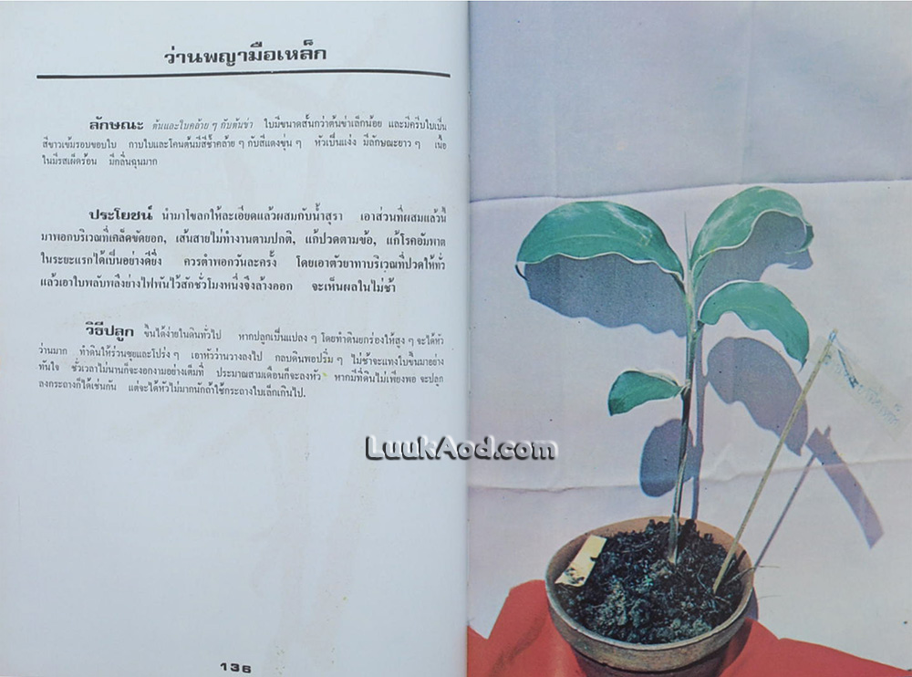 108 ว่าน มหัศจรรย์