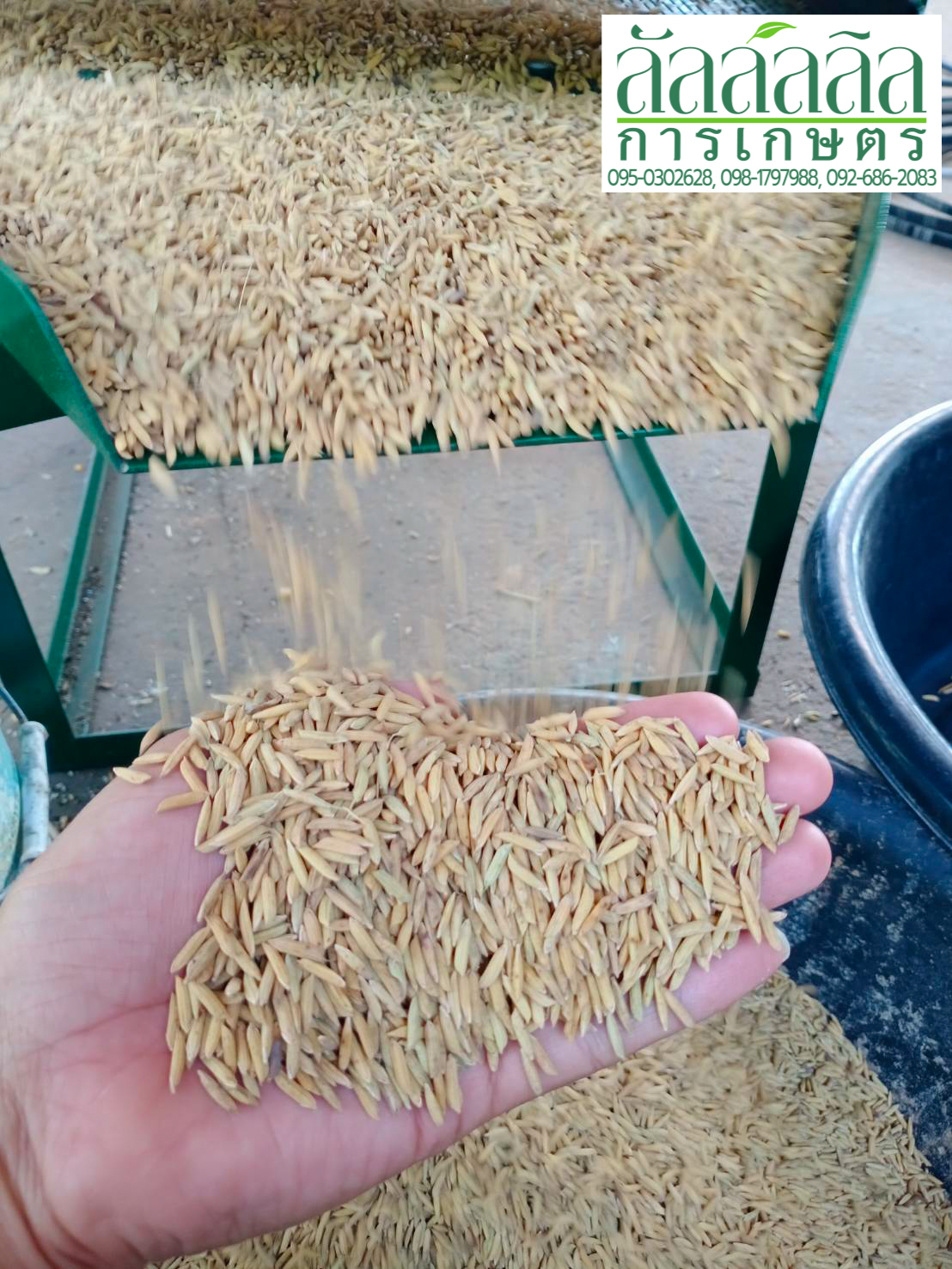 เครื่องร่อนข้าว เครื่องทำความสะอาดเมล็ดพันธุ์ข้าว เครื่องคัดเมล็ดพันธุ์ข้าว