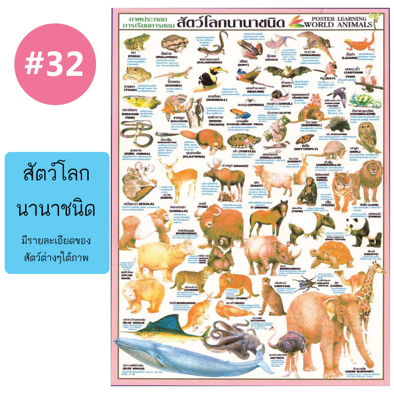โปสเตอร์เพื่อการศึกษา ขายส่ง nongnini1988