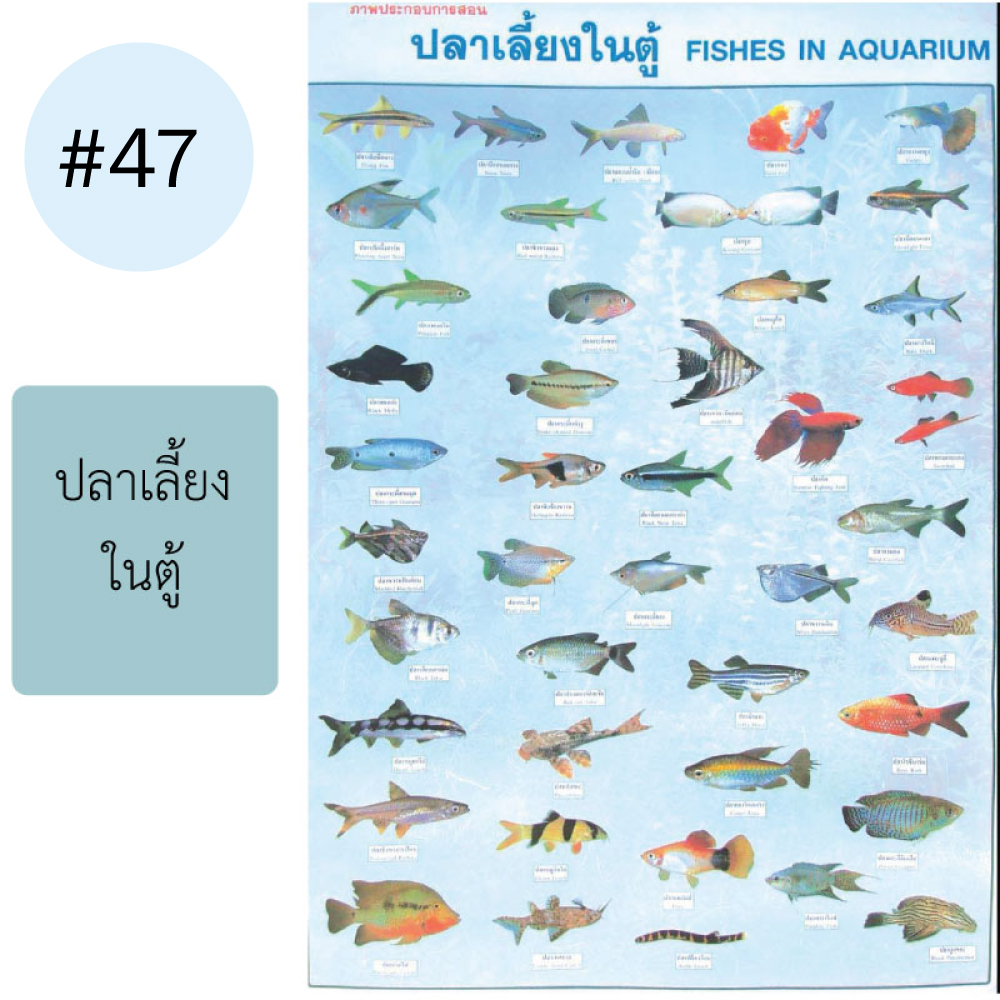 โปสเตอร์เพื่อการศึกษา ขายส่ง nongnini1988