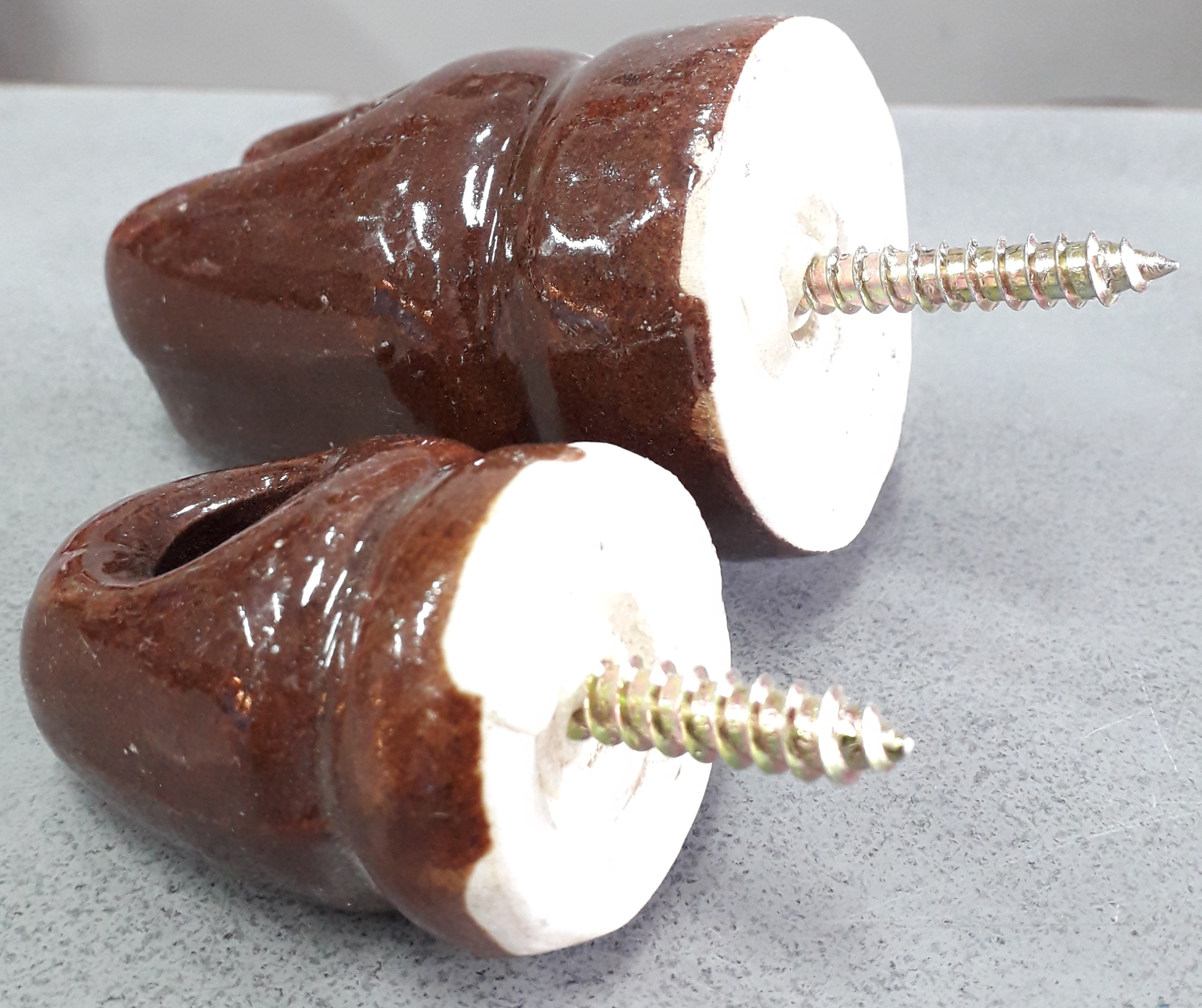 ลูกถ้วยหางหนู