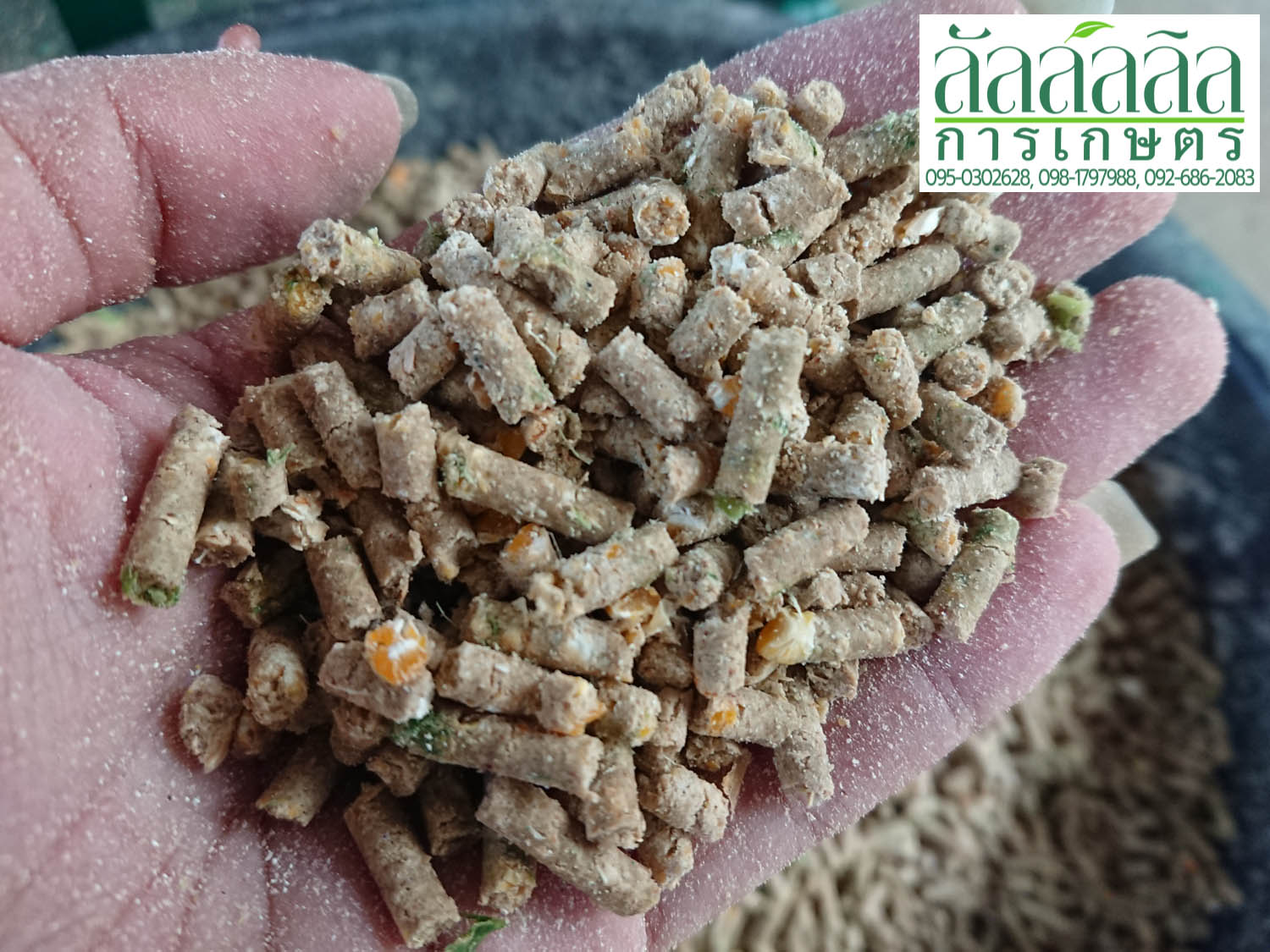 เครื่องอัดเม็ด รุ่น V.3