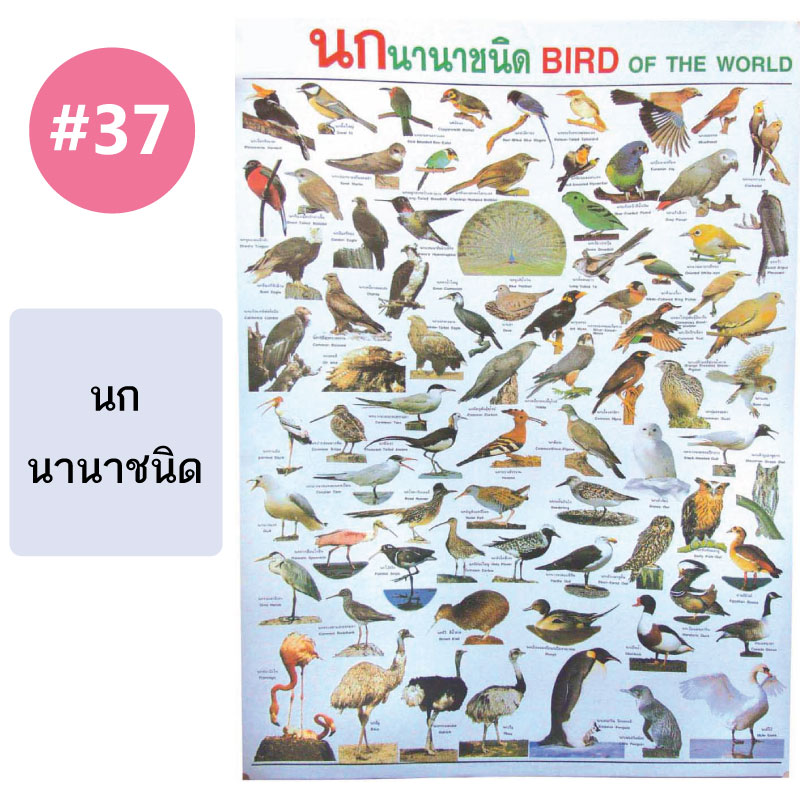 โปสเตอร์เพื่อการศึกษา ขายส่ง nongnini1988