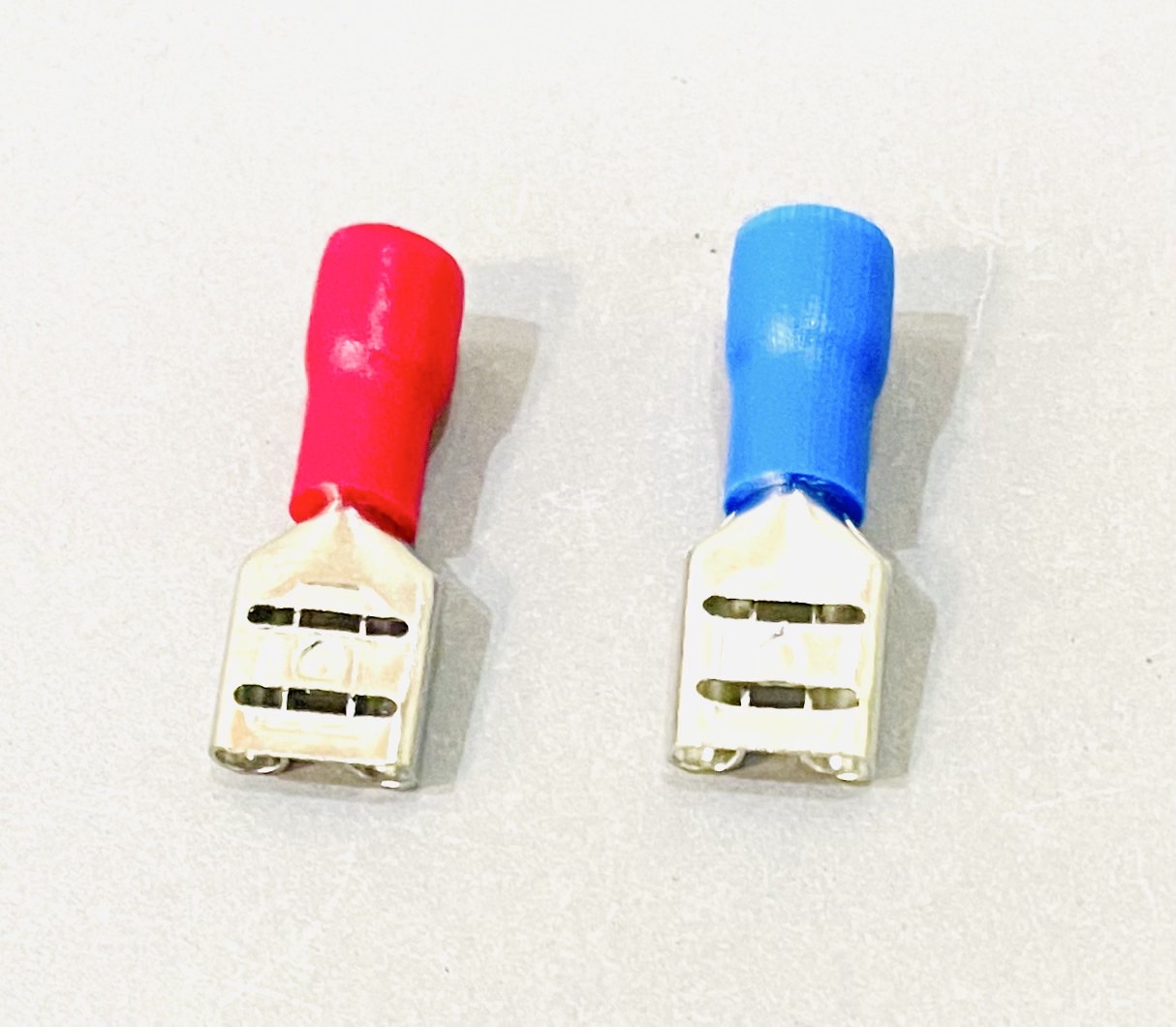 หางปลาเสียบ ตัวเมีย