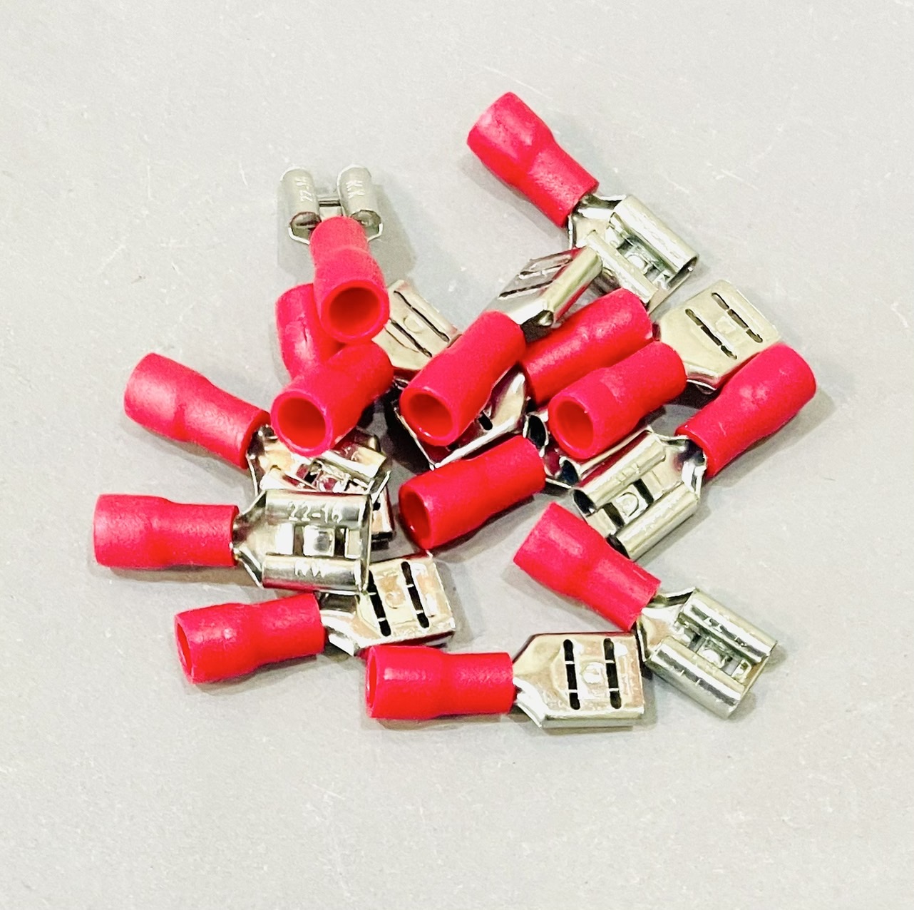 หางปลาเสียบ ตัวเมีย