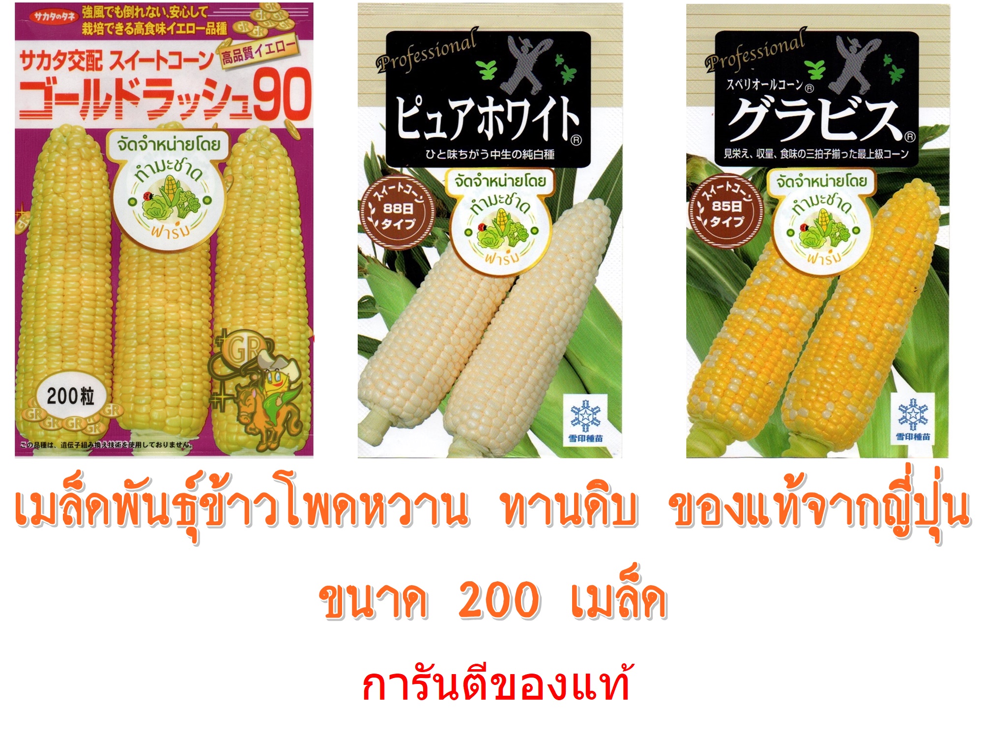 เมล็ดพันธุ์ข้าวโพดเพียวไวท์