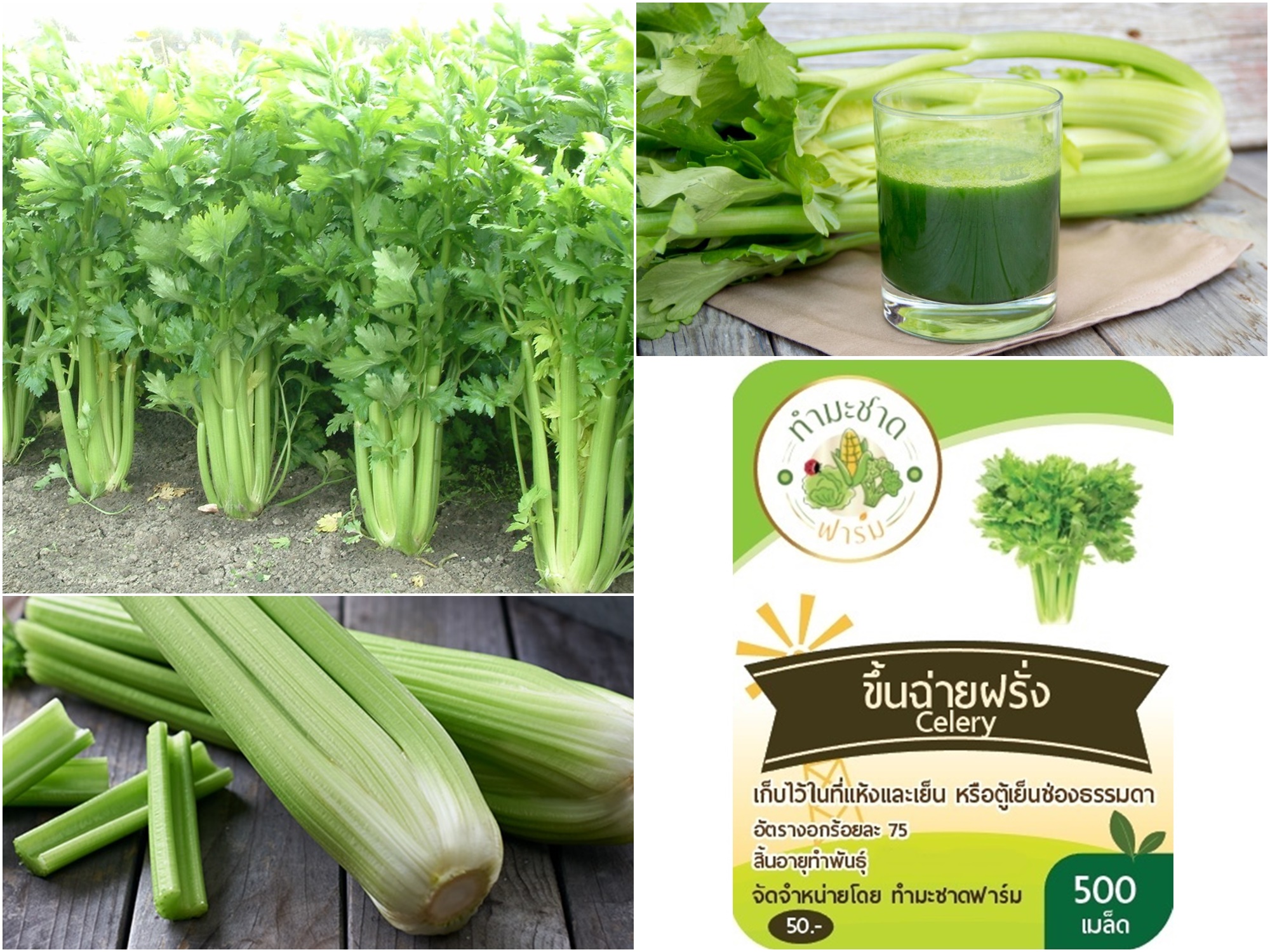 [10 แถม 1] เมล็ดพันธุ์ เซเลอรี่ Celery ขึ้นฉ่ายฝรั่ง คื่นฉ่ายฝรั่ง ขนาดบรรจุ 2,000 เมล็ด