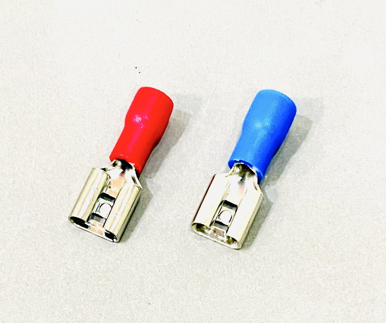 หางปลาเสียบ ตัวเมีย