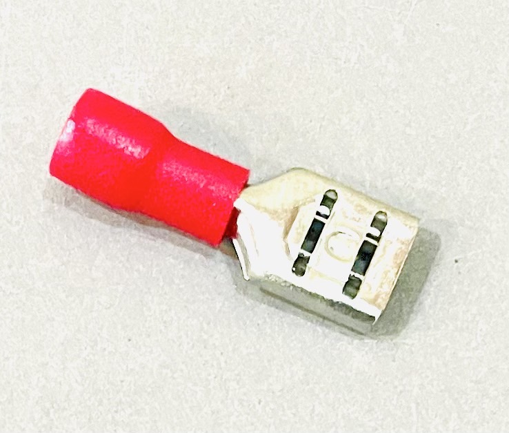 หางปลาเสียบ ตัวเมีย