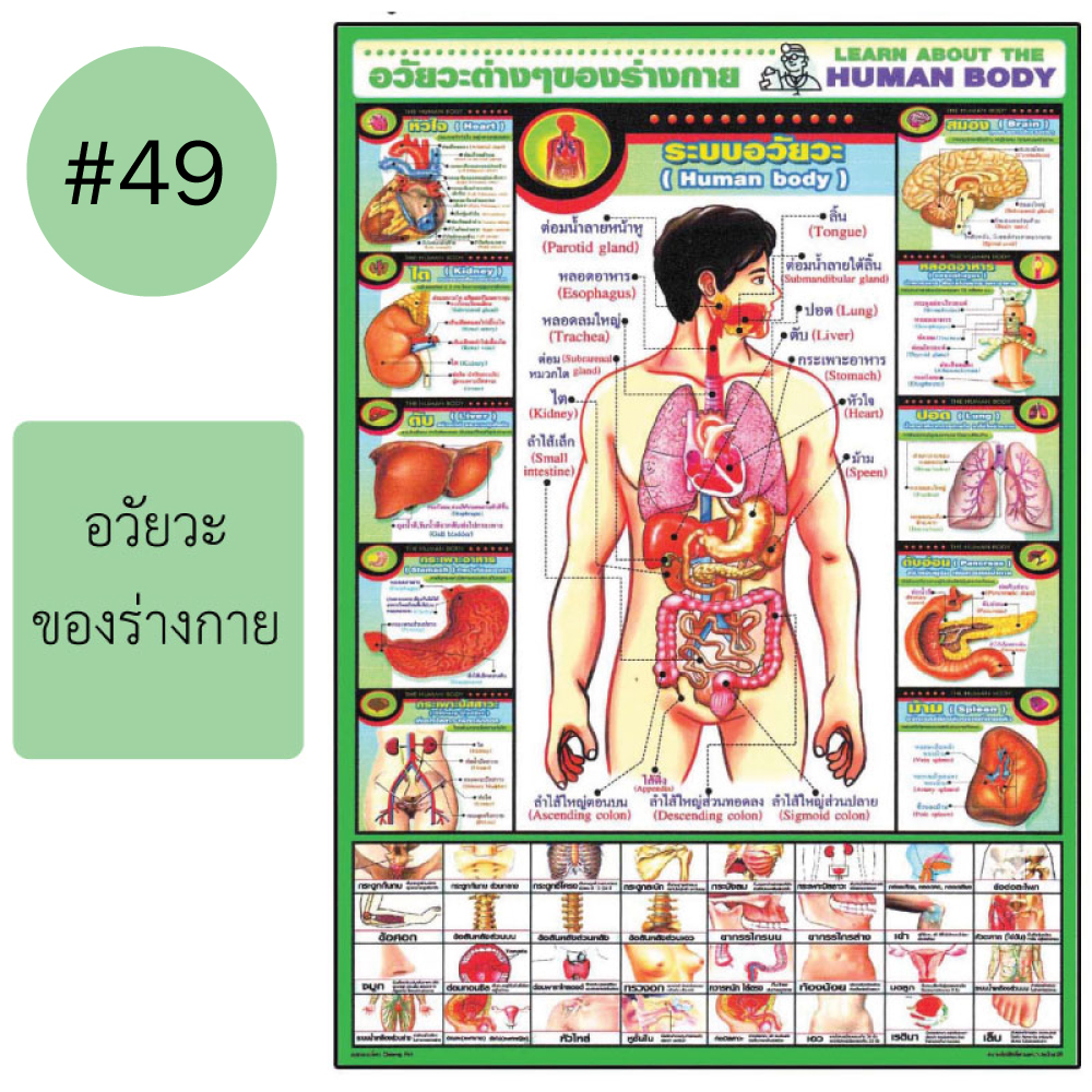 โปสเตอร์เพื่อการศึกษา ขายส่ง nongnini1988