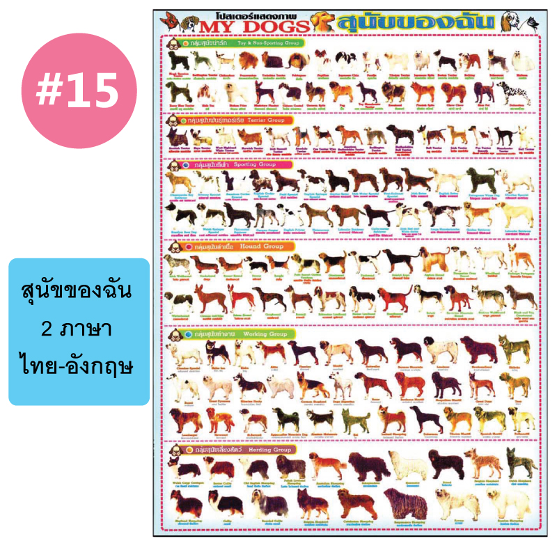 โปสเตอร์เพื่อการศึกษา ขายส่ง nongnini1988