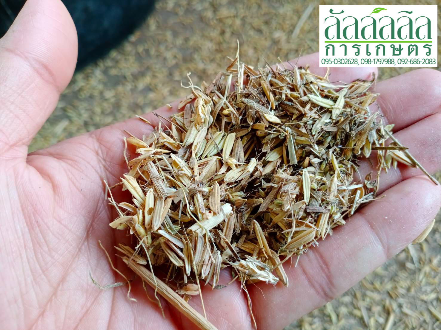 เครื่องร่อนข้าว เครื่องทำความสะอาดเมล็ดพันธุ์ข้าว เครื่องคัดเมล็ดพันธุ์ข้าว