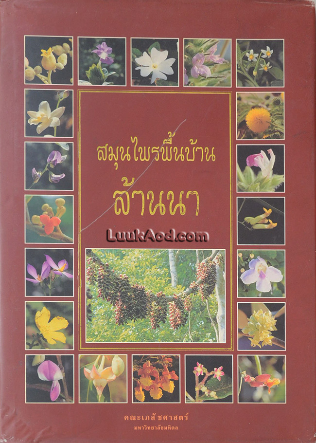 สมุนไพรพื้นบ้านล้านนา