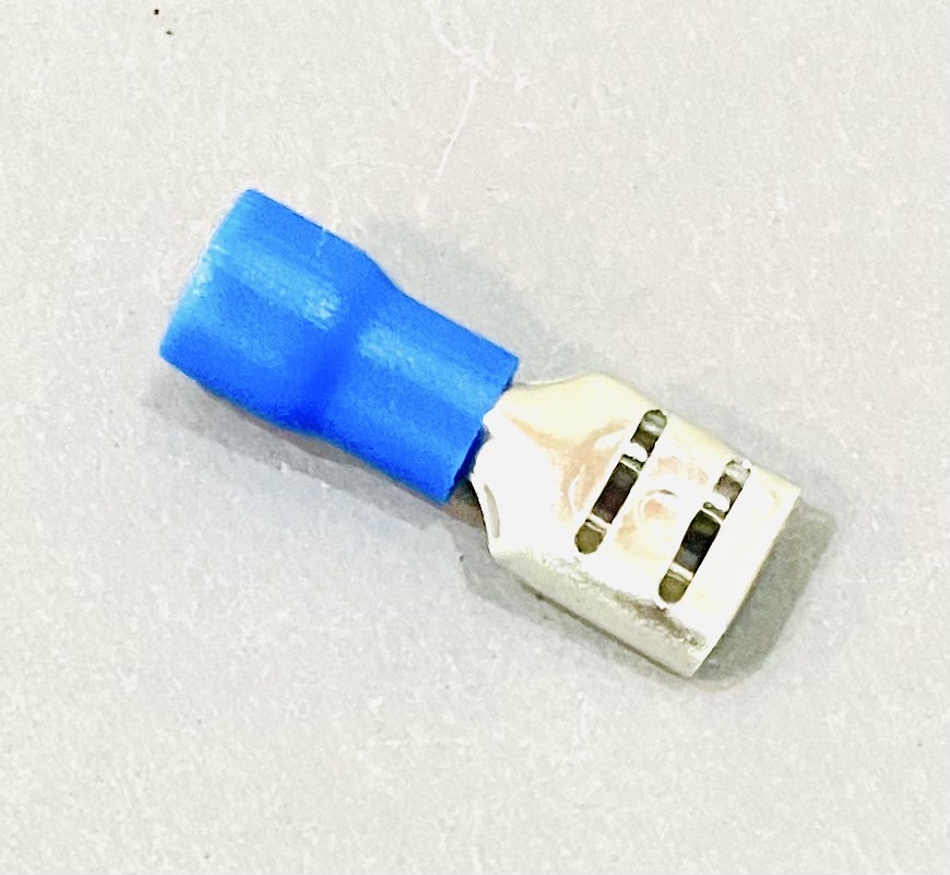 หางปลาเสียบ ตัวเมีย