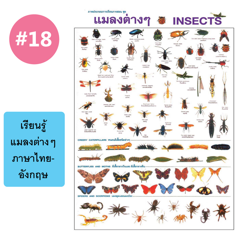 โปสเตอร์เพื่อการศึกษา ขายส่ง nongnini1988