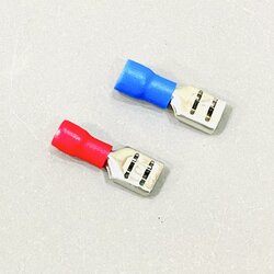 หางปลาเสียบ ตัวเมีย