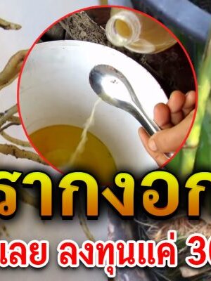 สอนทำ “น้ำยาเร่งราก” ทำใช้เองประหยัด ไม่ต้องหมัก รากงอกเร็ว