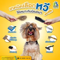 PET8 หวีแปรงขนสุนัข หวีแมว แปรงขนลวด แปรงหมุด Slicker สางเห็บหมัด ดูแลเส้นขน PET8 หวีแปรงขนสุนัข หวีแมว แปรงขนลวด แปรงหมุด Slicker สางเห็บหมัด ดูแลเส้นขน