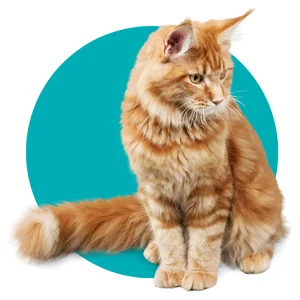 อาหารแมว-CAT FOOD